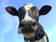 Bauer sucht Unternehmensberater: Wie viel Schaden eine abgelaufene Frist anrichten kann