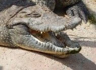 Zähnefletschen vor Gericht: Polnischer Kaiman nimmt‘s mit französischem Lacoste-Krokodil auf Zähnefletschen vor Gericht: Polnischer Kaiman nimmt‘s mit französischem Lacoste-Krokodil auf