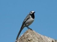 Jetzt geht’s um den Vogel: Wie ein sympathischer Fast-Markenstreit die sozialen Netzwerke aufmischt Jetzt geht’s um den Vogel: Wie ein sympathischer Fast-Markenstreit die sozialen Netzwerke aufmischt
