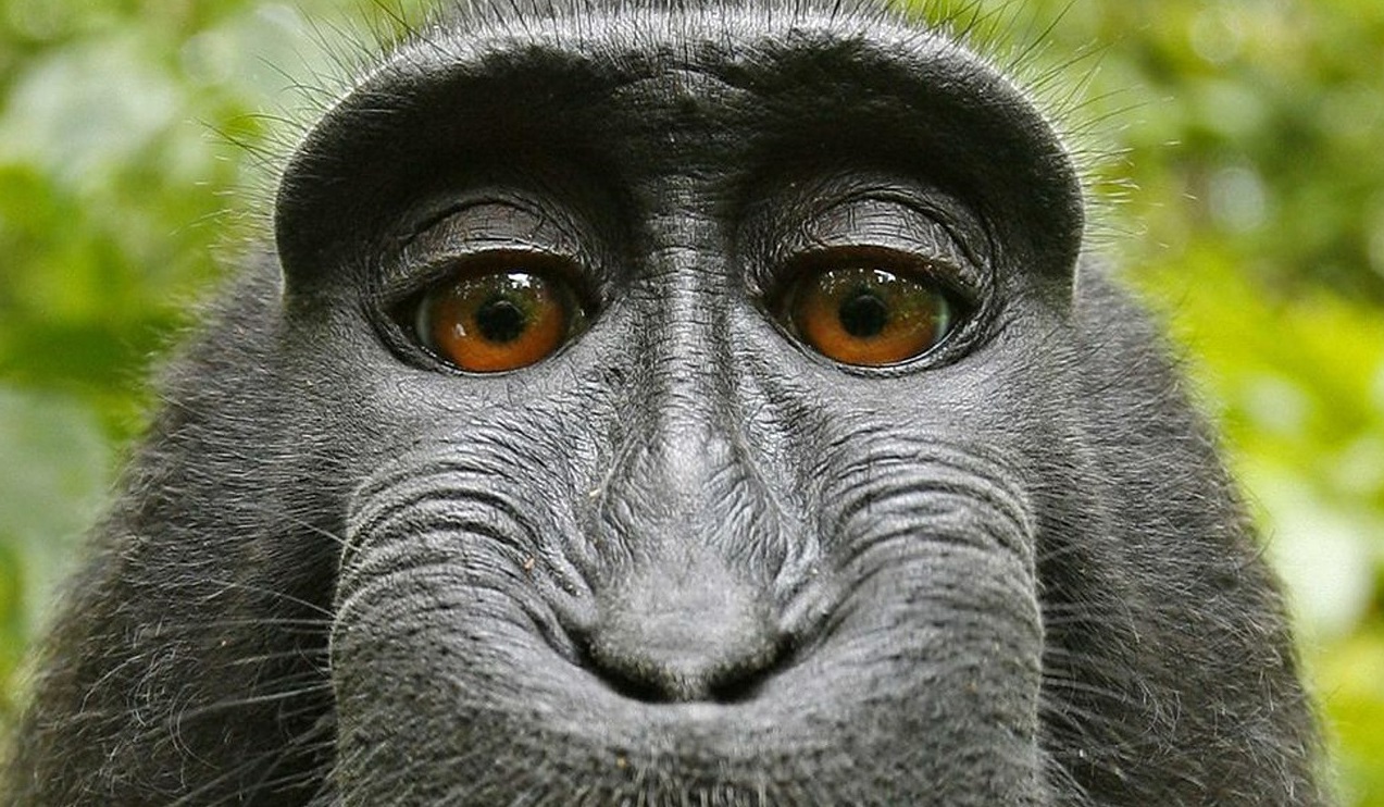 Tierischer Streit: Wer hat das Copyright am Affen-Selfie? Tierischer Streit: Wer hat das Copyright am Affen-Selfie?